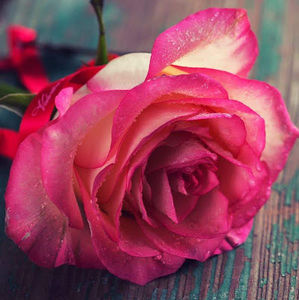 Meet your Posher, Alana